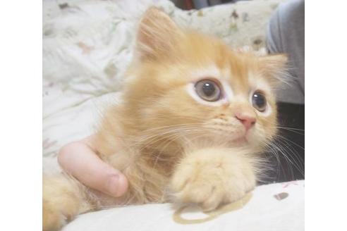 成約済の愛知県のスコティッシュフォールド-6924の1枚目