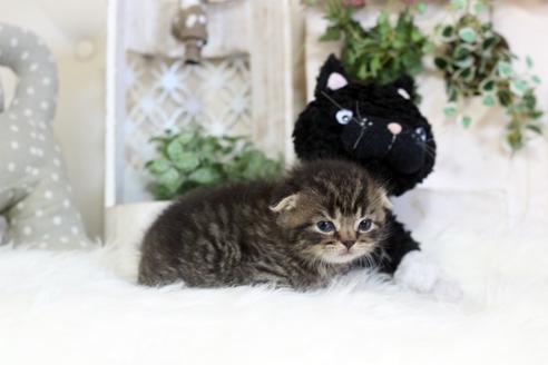 成約済の佐賀県のスコティッシュフォールド-6938の5枚目