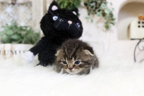 成約済の佐賀県のスコティッシュフォールド-6938の4枚目