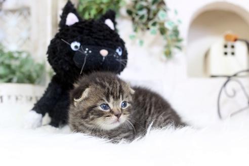 成約済の佐賀県のスコティッシュフォールド-6938の3枚目