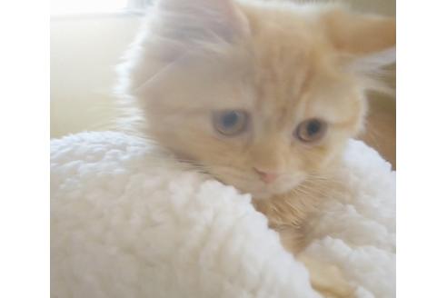 成約済の愛知県のスコティッシュフォールド-6661の1枚目