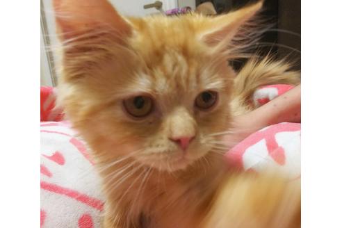 成約済の愛知県のスコティッシュフォールド-6661の3枚目