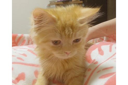 成約済の愛知県のスコティッシュフォールド-6661の2枚目