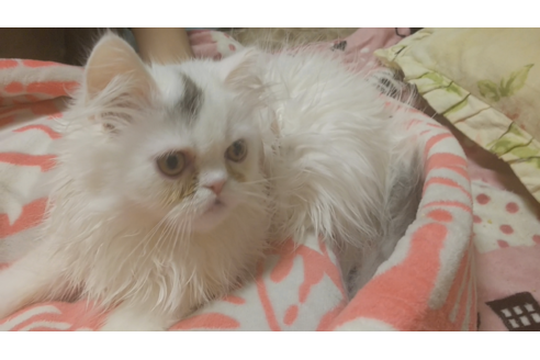 成約済の愛知県のペルシャ-6446の5枚目