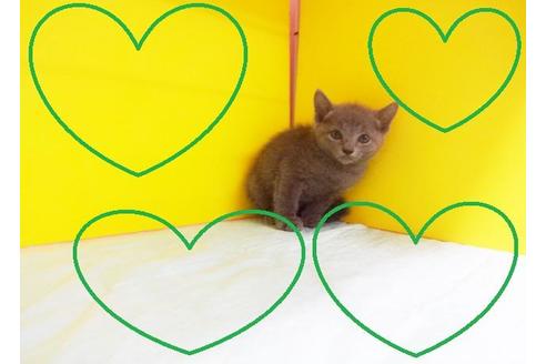 成約済の東京都のロシアンブルー-6994の2枚目