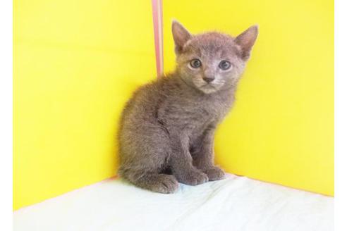 成約済の東京都のロシアンブルー-6994の1枚目