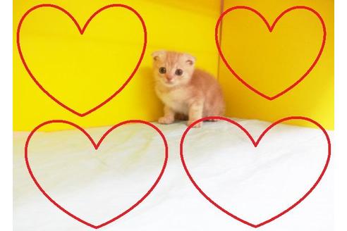 成約済の東京都のスコティッシュフォールド-6995の2枚目