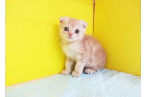 成約済の東京都のスコティッシュフォールド-6995の1枚目