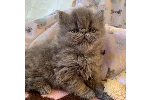 成約済の兵庫県のエキゾチックロングヘア-7022の3枚目