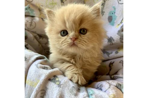 成約済の兵庫県のエキゾチックロングヘア-7023の1枚目