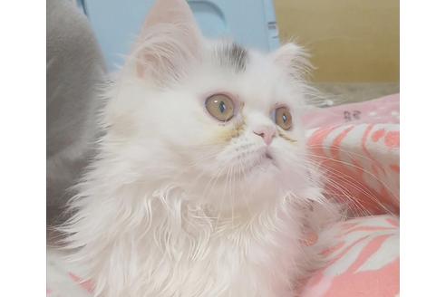 成約済の愛知県のペルシャ-6446の4枚目