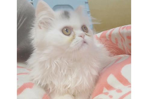 成約済の愛知県のペルシャ-6446の3枚目