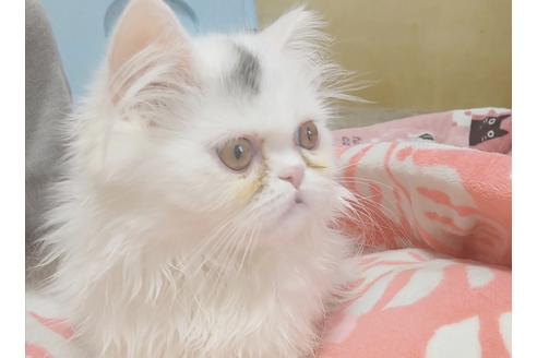成約済の愛知県のペルシャ-6446の2枚目