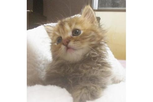 成約済の愛知県のマンチカン-7081の5枚目