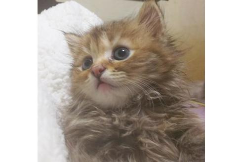 成約済の愛知県のマンチカン-7081の4枚目