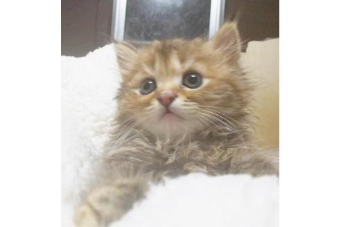 成約済の愛知県のマンチカン-7081の3枚目