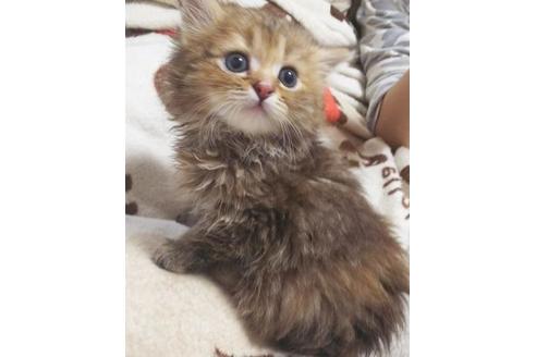 成約済の愛知県のマンチカン-7081の2枚目