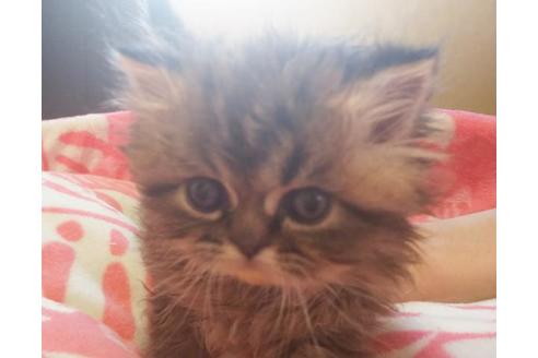 成約済の愛知県のペルシャ-7082の6枚目