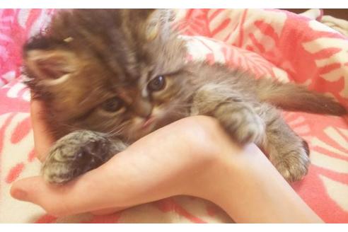 成約済の愛知県のペルシャ-7082の5枚目