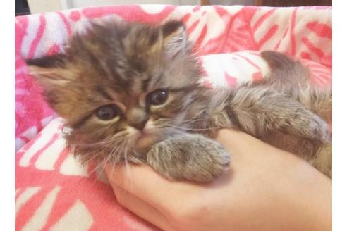 成約済の愛知県のペルシャ-7082の4枚目