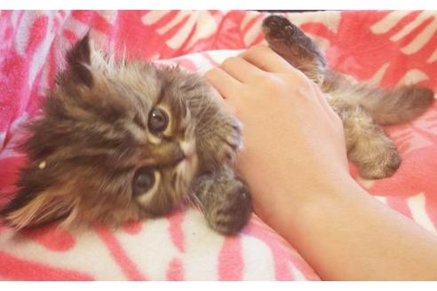 成約済の愛知県のペルシャ-7082の3枚目