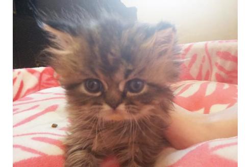 成約済の愛知県のペルシャ-7082の2枚目