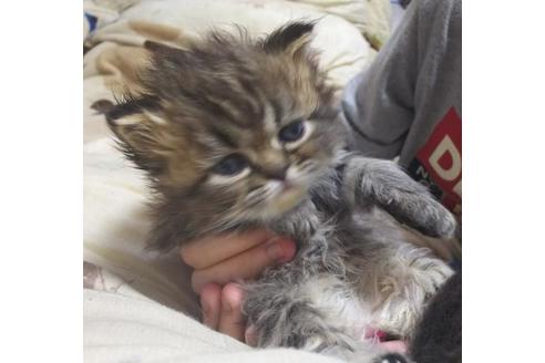 成約済の愛知県のペルシャ-7082の1枚目