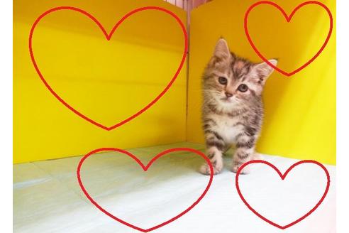 成約済の東京都のアメリカンショートヘア-7098の2枚目