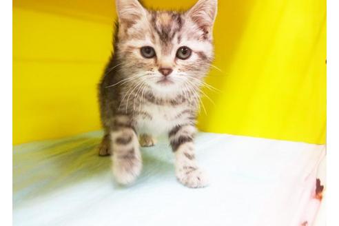 成約済の東京都のアメリカンショートヘア-7098の1枚目