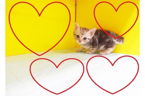 成約済の東京都のアメリカンショートヘア-7099の2枚目