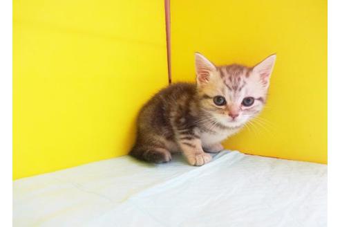 成約済の東京都のアメリカンショートヘア-7099の1枚目