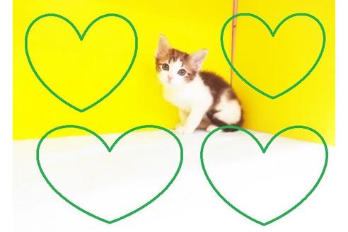 成約済の東京都のノルウェージャンフォレストキャット-7101の2枚目