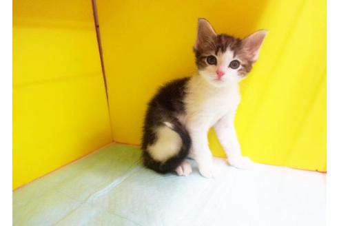 成約済の東京都のノルウェージャンフォレストキャット-7101の1枚目