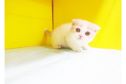 成約済の東京都のスコティッシュフォールド-7102の1枚目