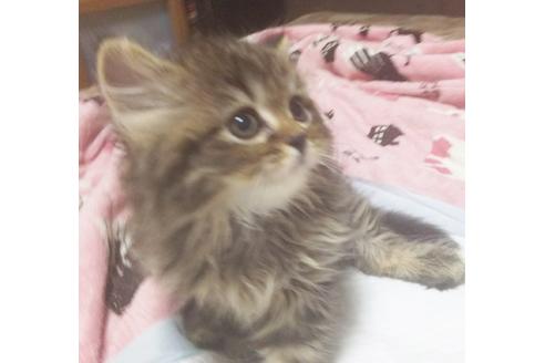 成約済の愛知県のスコティッシュフォールド-7083の1枚目