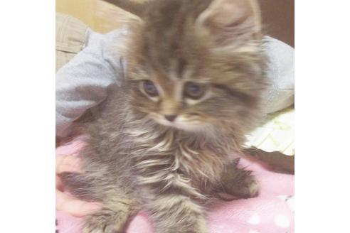 成約済の愛知県のスコティッシュフォールド-7083の5枚目