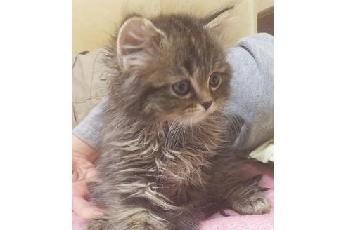 成約済の愛知県のスコティッシュフォールド-7083の4枚目