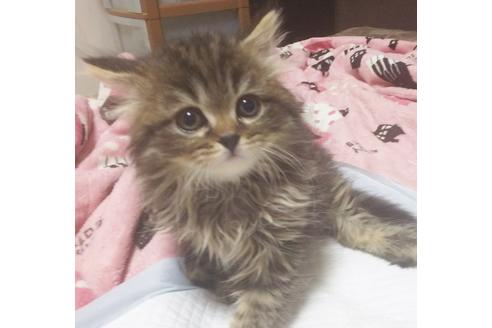 成約済の愛知県のスコティッシュフォールド-7083の3枚目