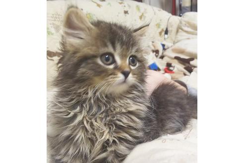 成約済の愛知県のスコティッシュフォールド-7083の2枚目