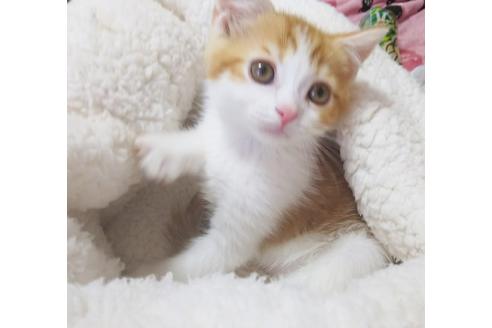 成約済の愛知県のスコティッシュフォールド-7085の6枚目