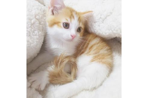 成約済の愛知県のスコティッシュフォールド-7085の5枚目