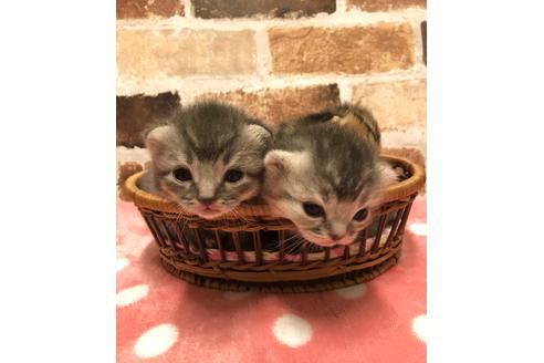 成約済の大阪府のスコティッシュフォールド-7178の2枚目