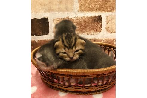 成約済の大阪府のスコティッシュフォールド-7179の2枚目