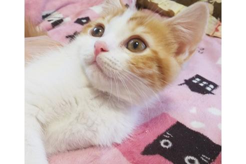 成約済の愛知県のスコティッシュフォールド-7085の1枚目