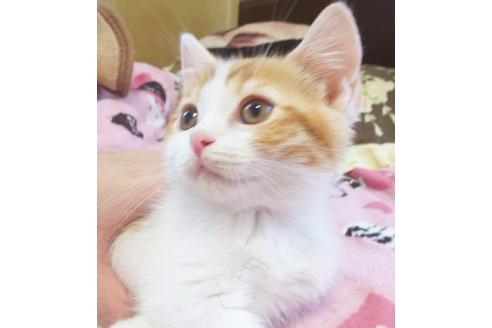 成約済の愛知県のスコティッシュフォールド-7085の4枚目