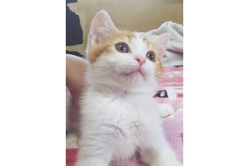 成約済の愛知県のスコティッシュフォールド-7085の3枚目