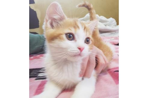 成約済の愛知県のスコティッシュフォールド-7085の2枚目