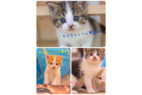 成約済の岐阜県のスコティッシュフォールド-7237の4枚目