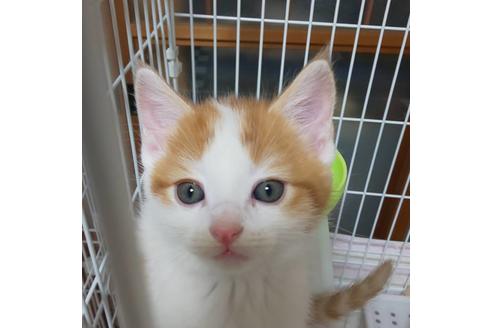 成約済の岐阜県のスコティッシュフォールド-7237の3枚目