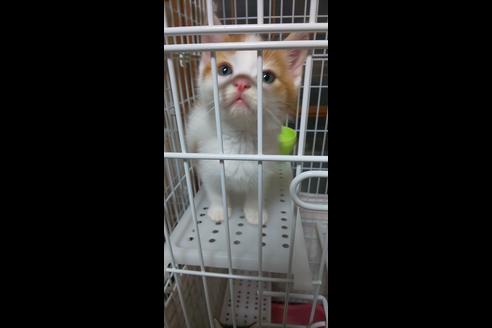 成約済の岐阜県のスコティッシュフォールド-7237の2枚目